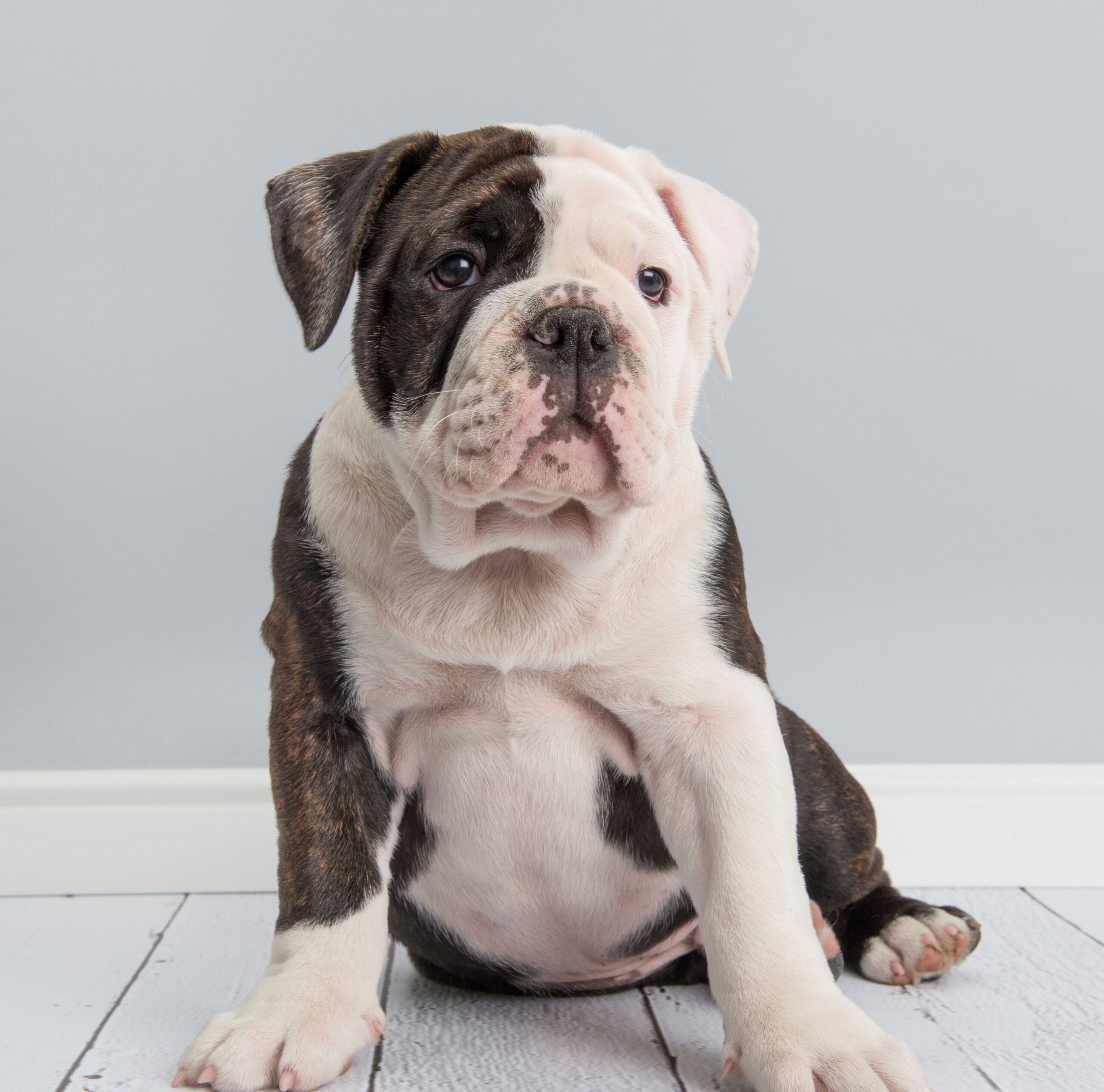 Sitting English bulldog