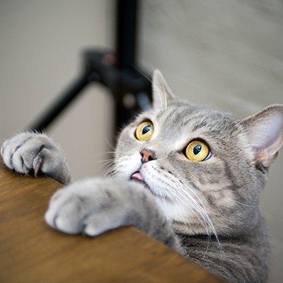 Grey cat leaning on table