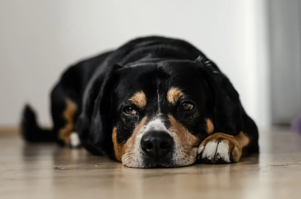 black and brown dog lying on the floor
