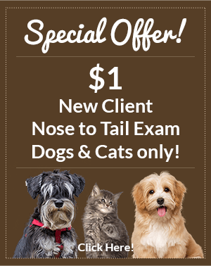 Special Offer! $1 New Client Nose to Tail Exam. Dogs and cats only! Click here!