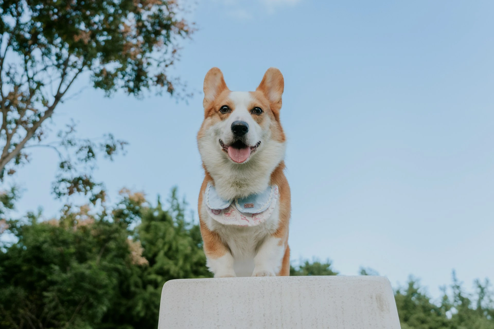 A Corgi stands on a concrete ledge against a clear blue sky.
