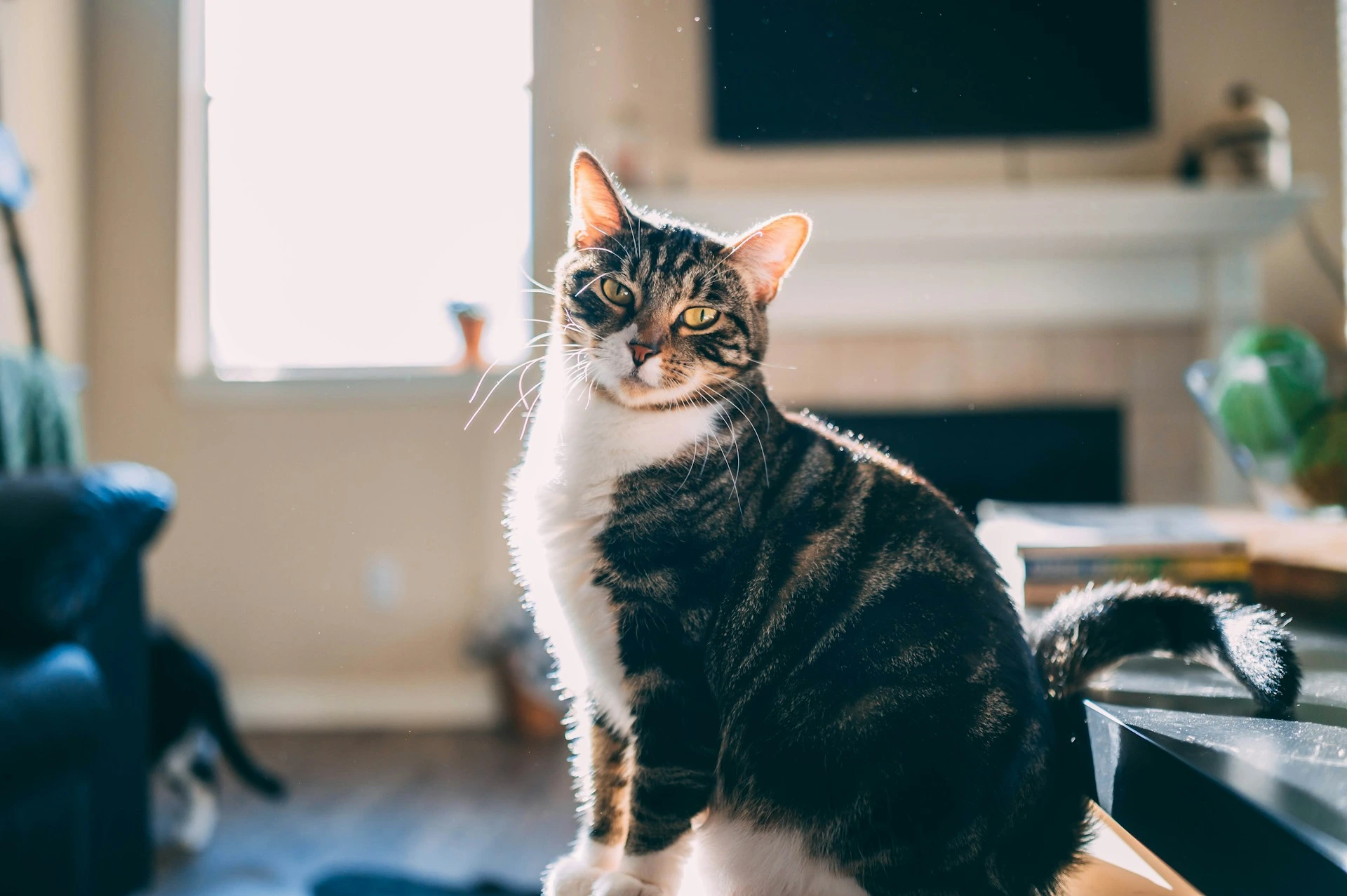 A brown tabby cat sits in a sunlit living room.