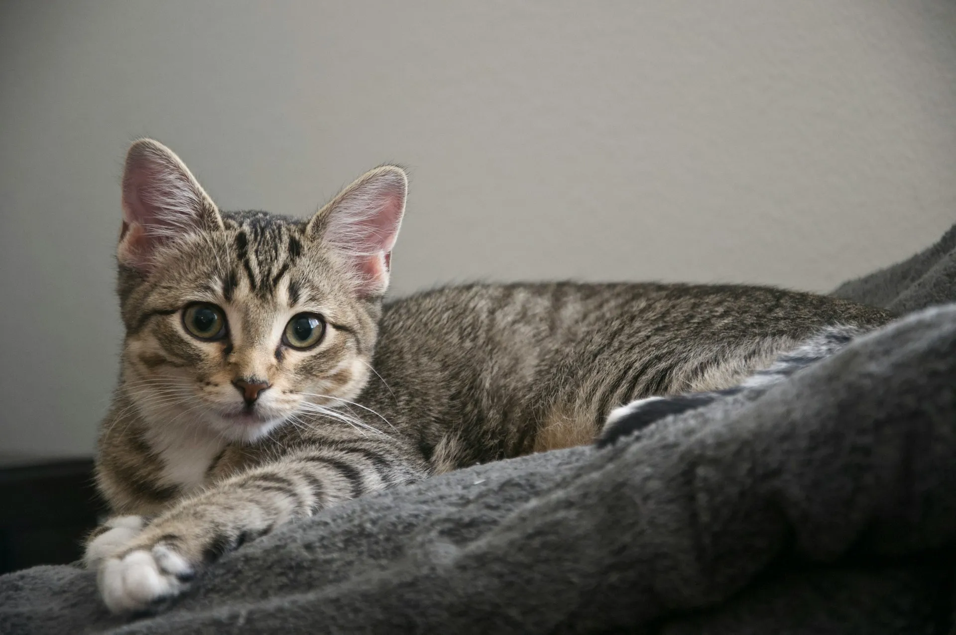 A tabby kitten lies on a soft gray blanket, looking toward the camera.