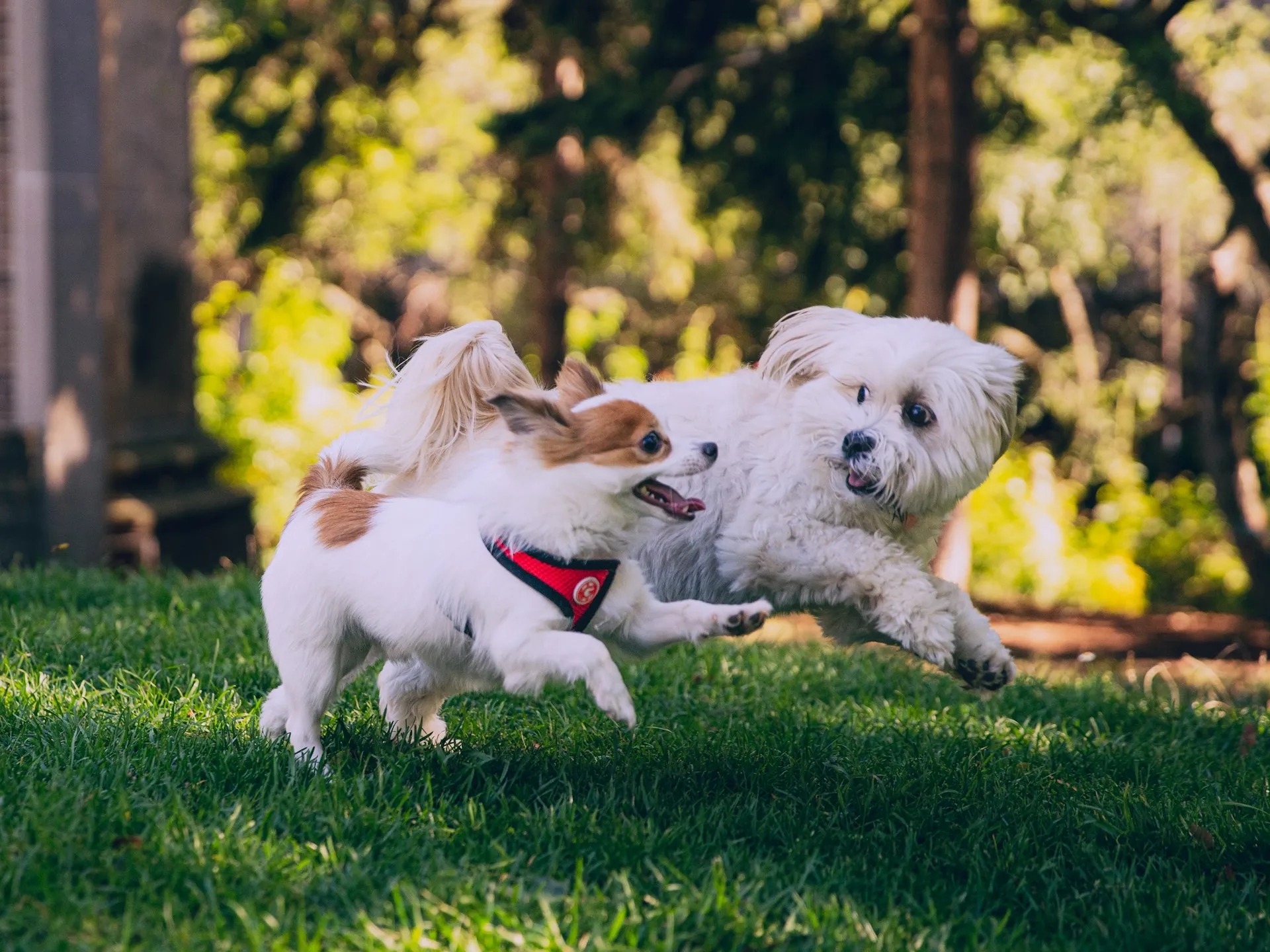 Two small dogs play together by running and jumping through a sunny green yard.