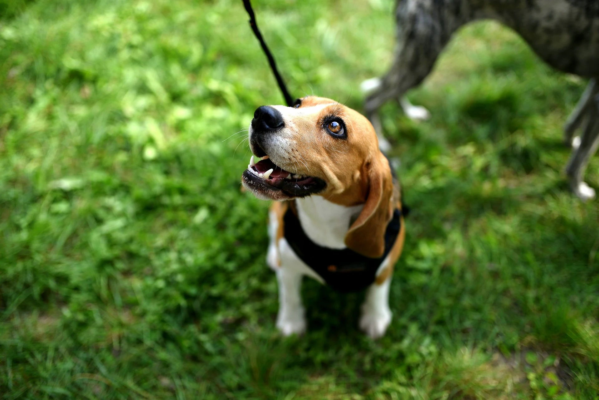 A Beagle wearing a black harness sits on a green lawn.