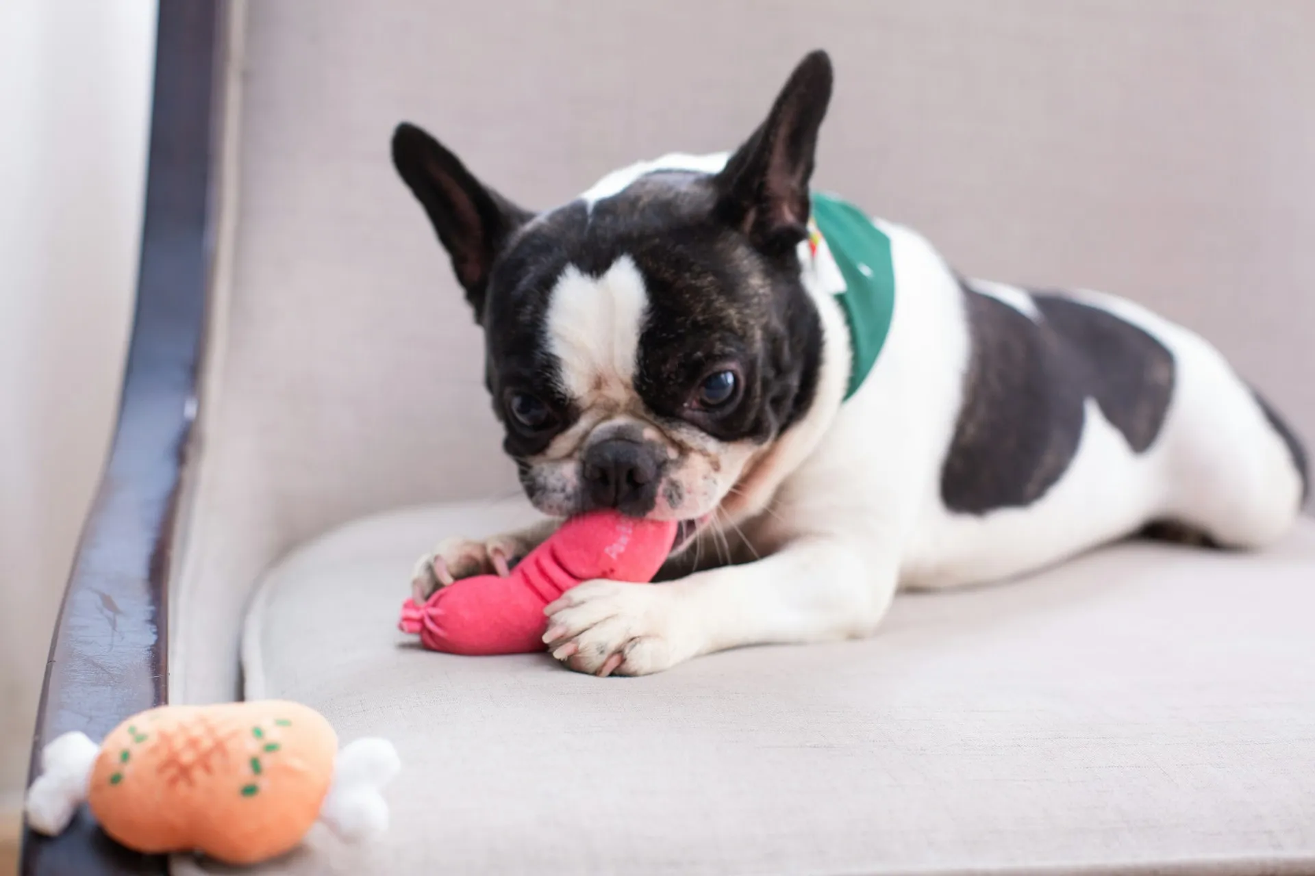 A French Bulldog lies on a light-colored armchair, chewing a pink plush toy.