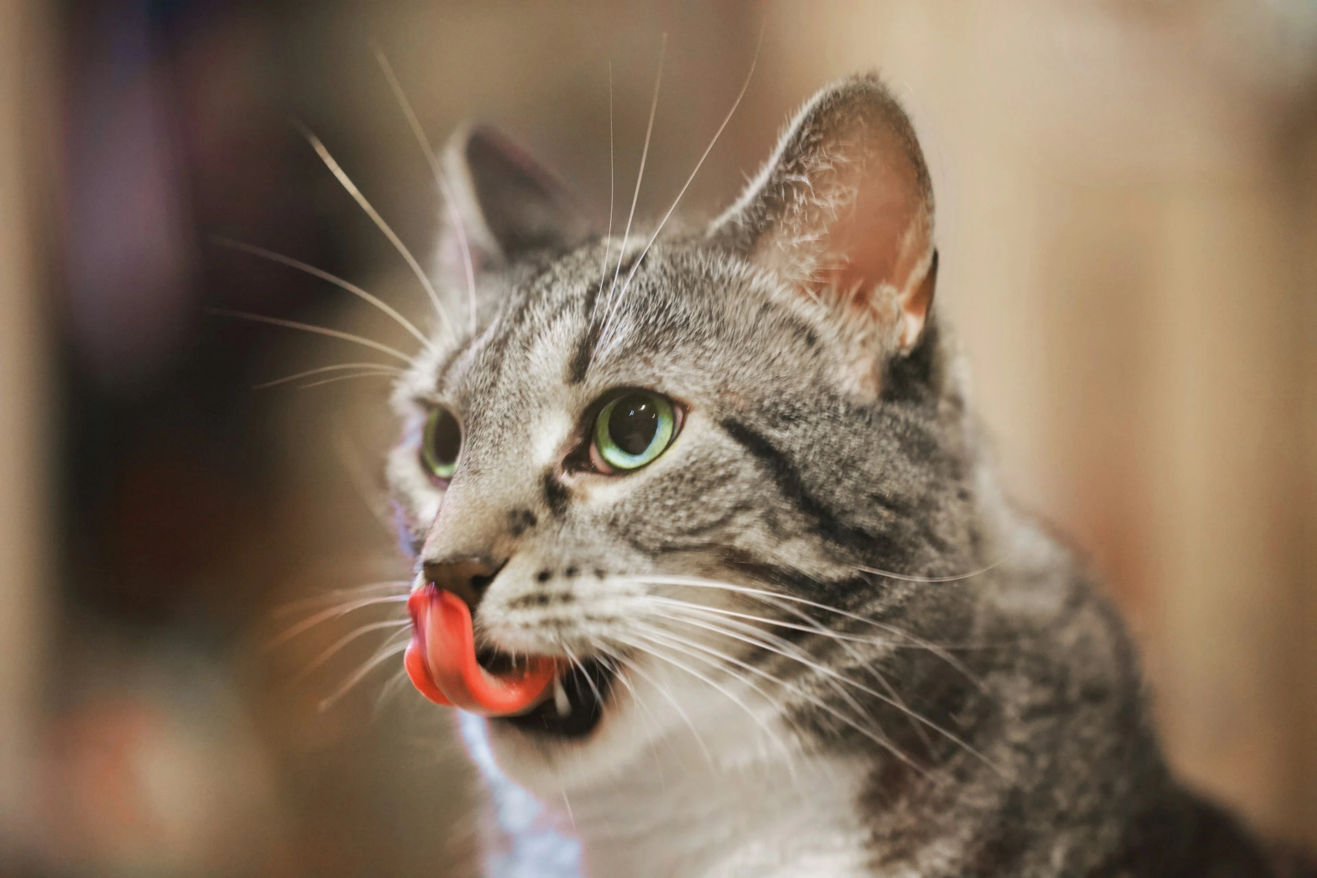 A gray tabby cat with green eyes licking its lips.
