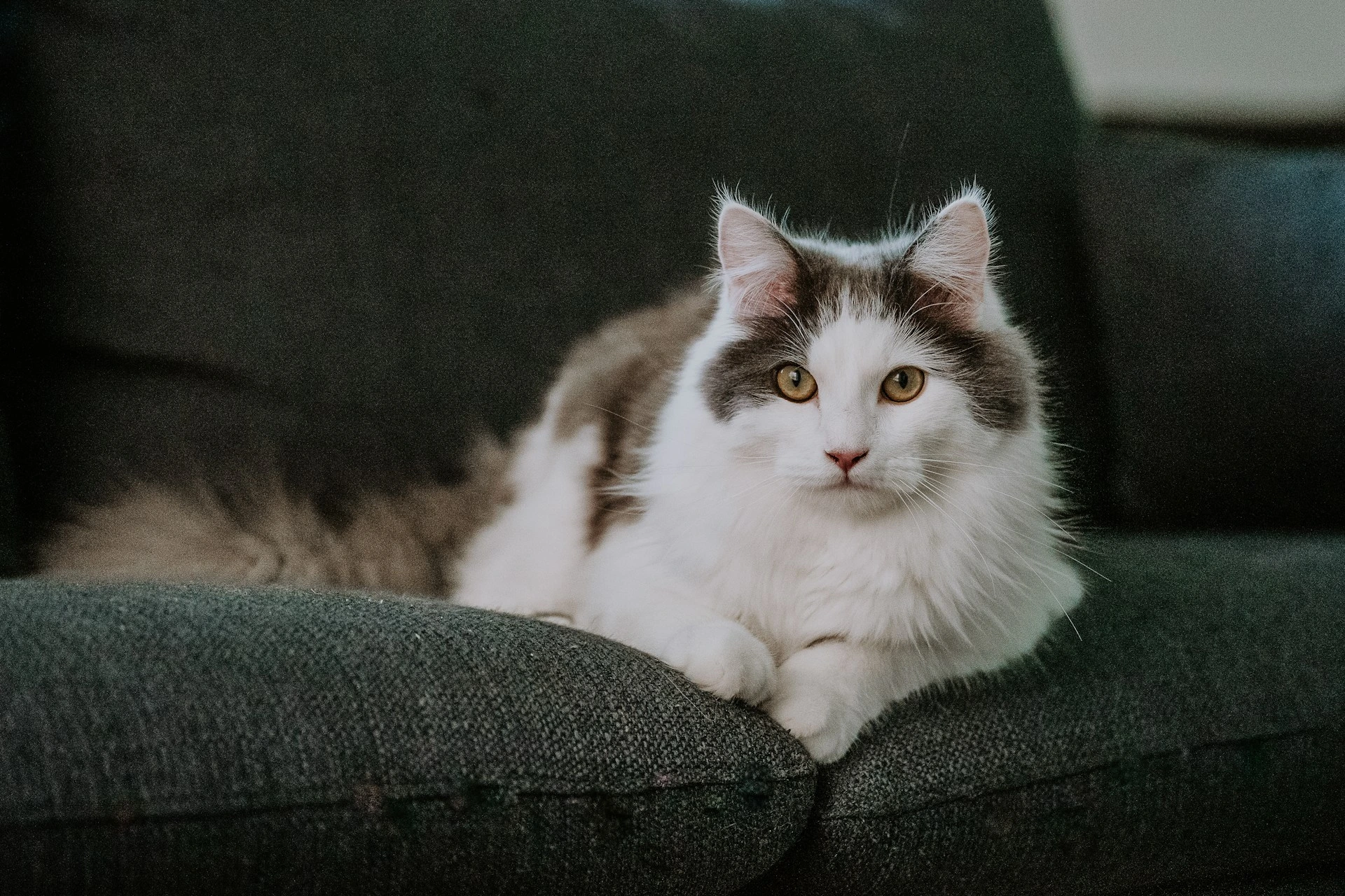 A white and gray cat lies on a dark gray couch.