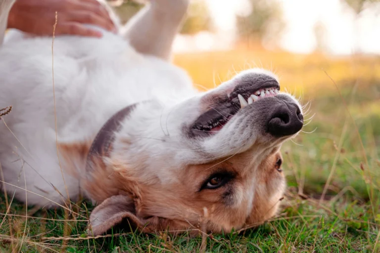 A dog lies on its back in the grass, showing its teeth in a playful "grin".
