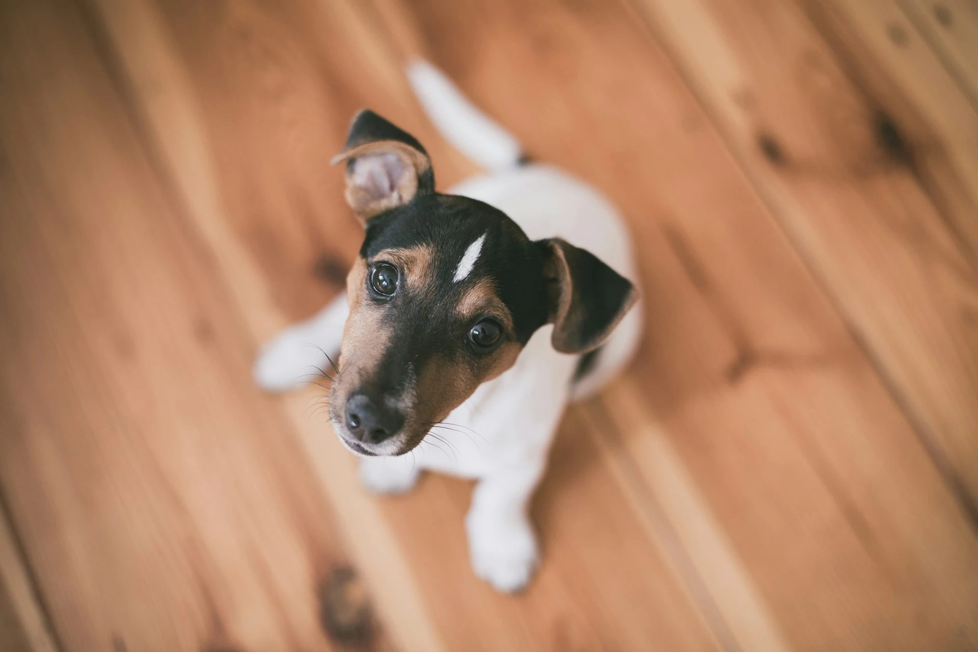 A Jack Russell Terrier puppy sitting on a light brown wooden floor.