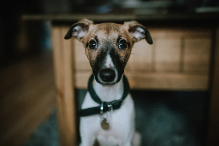 A puppy wearing a black collar and looking directly at the camera.