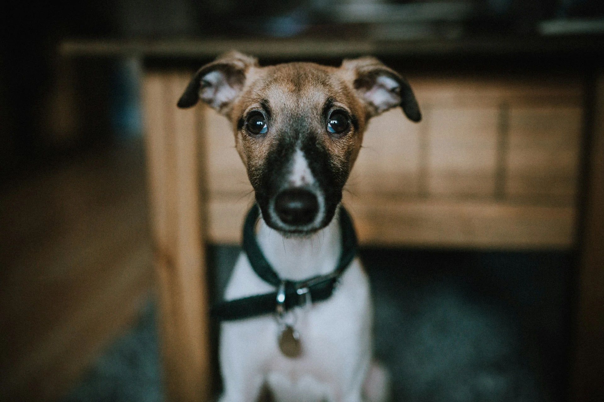 A puppy wearing a black collar and looking directly at the camera.