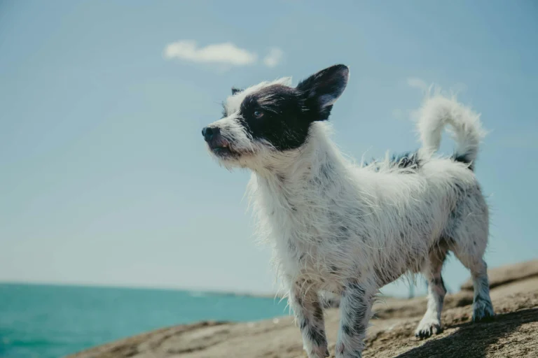 A terrier stands on a rocky shore with the blue ocean and a clear sky in the background.