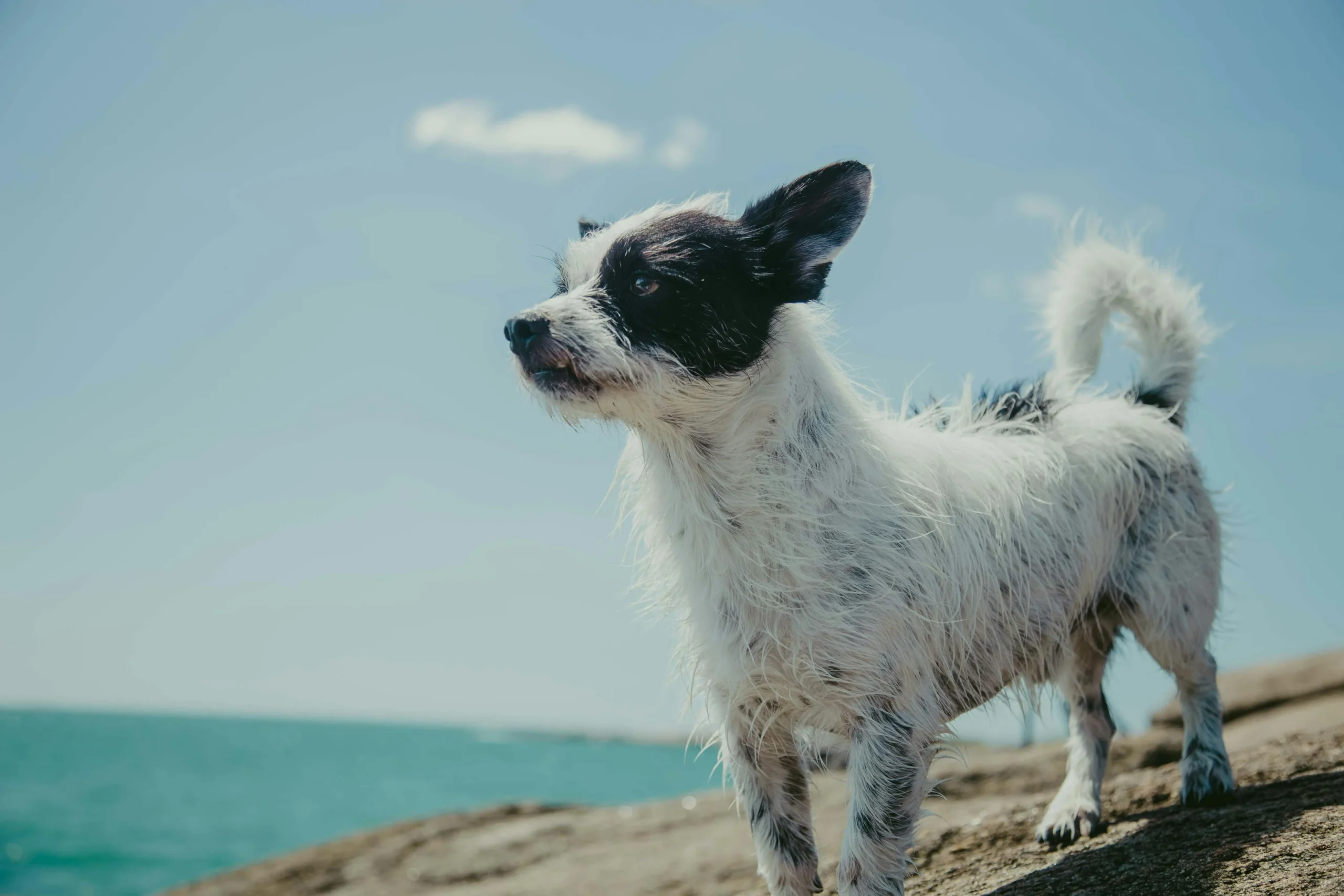A terrier stands on a rocky shore with the blue ocean and a clear sky in the background.