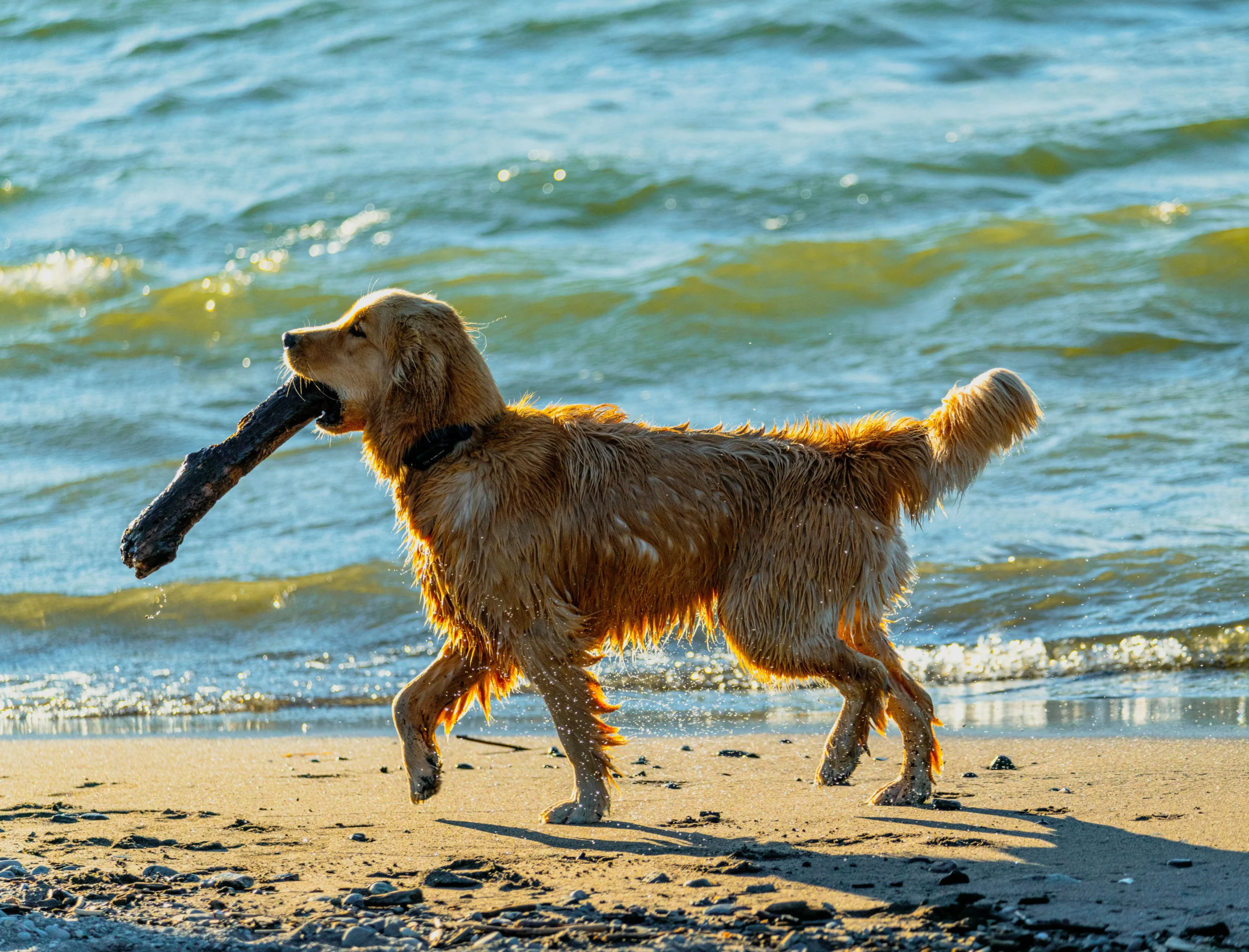 A wet Golden Retriever walks along a sandy beach at sunset.