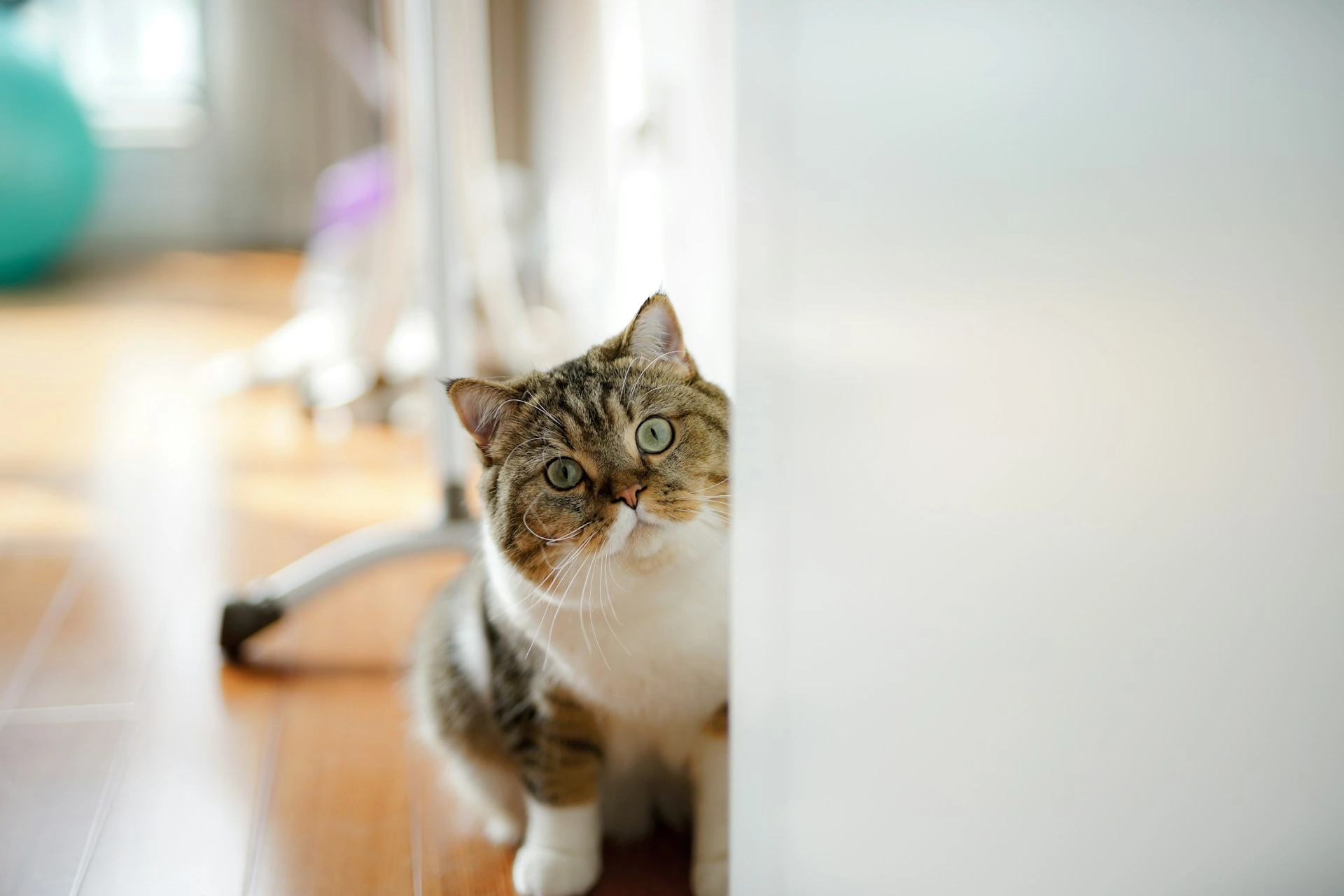 A tabby cat peeks around a white wall.
