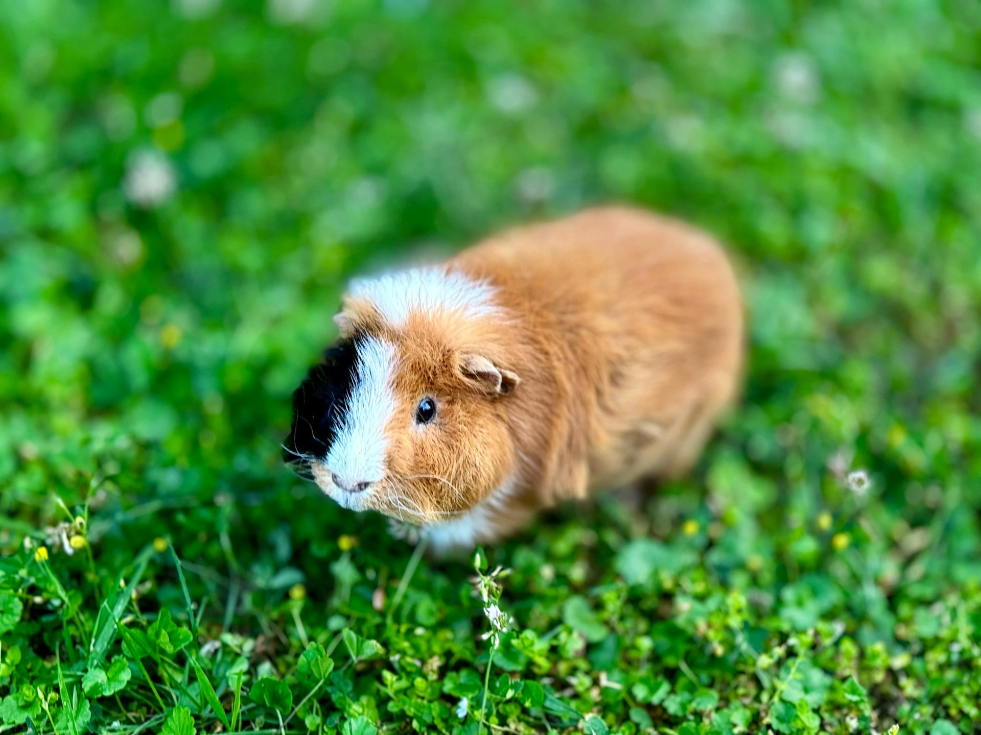 A guinea pig sits in a field of lush green grass and clover.