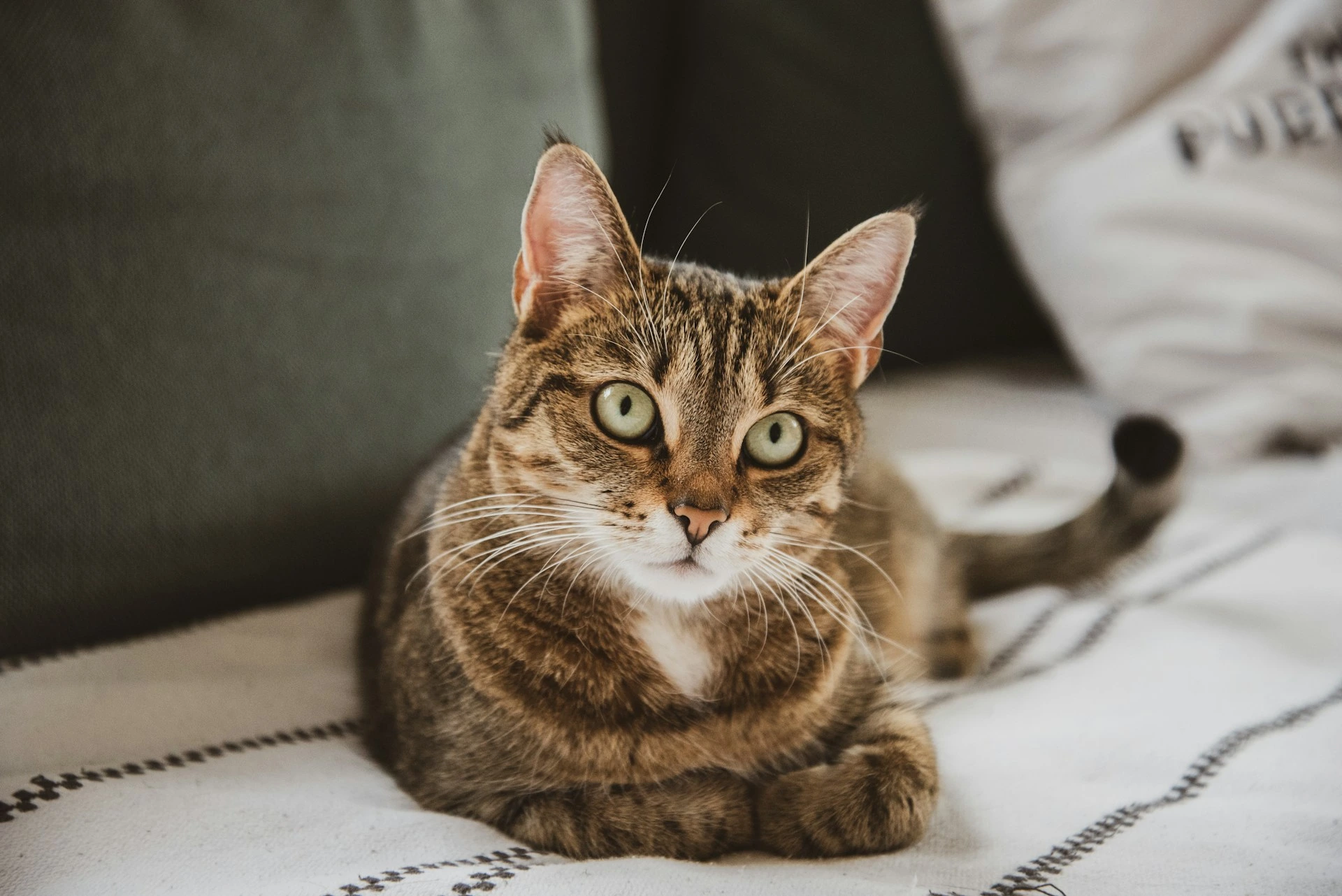 A tabby cat lies on o blanket with its paws tucked neatly underneath its chest.