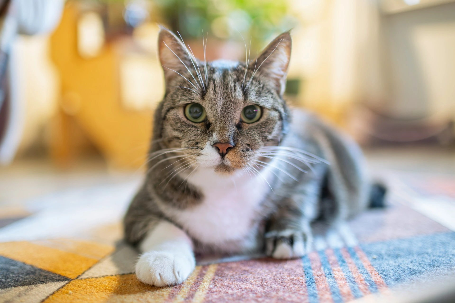 A tabby cat lies on a colorful geometric rug, looking directly at the camera.